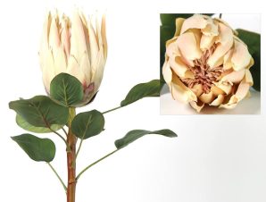 Λουλούδι Protea 06-0533 68Ycm Creme-Pink